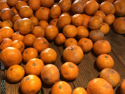【加工用みかん】熊本発農薬不使用🍊  5kg 宮川.原口早生　サイズフリー（約35個前後入）