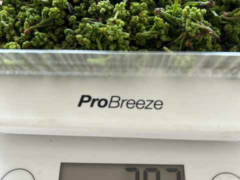 花山椒最後のため特価！気品ある香り！30g （美山産 栽培期間中農薬不使用）＊5月15日午後３時までに発注で5月16日着可能地域のみ対応。＊配達時間指定はご希望にお応えできます。