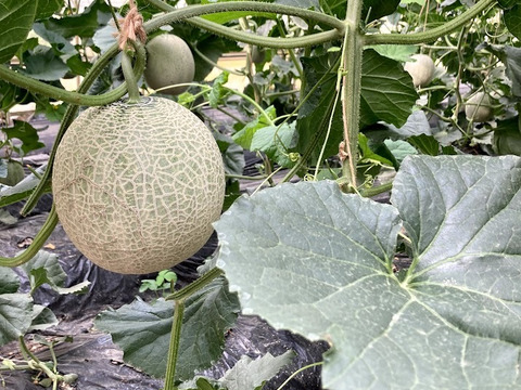 2種類の味わい！メロン レノン・ムーンライト 2玉化粧箱入り 1玉1.7kg以上