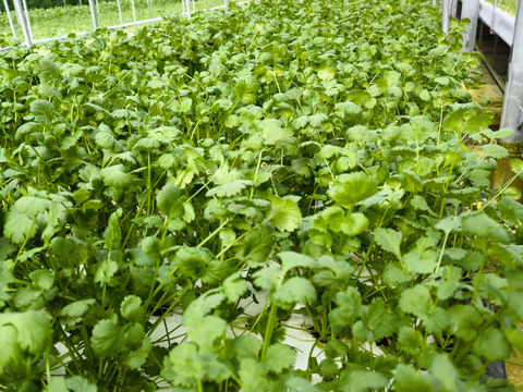 【たっぷり1kg】水耕栽培パクチー（根付き）｜　クール便でお送りします。