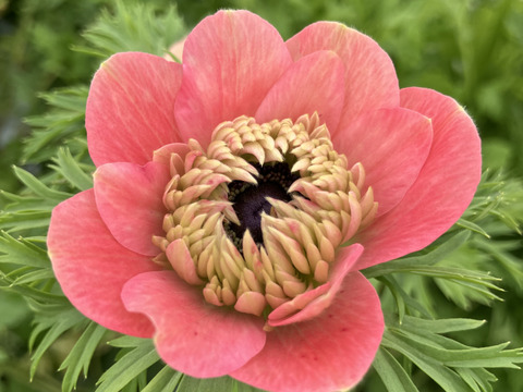 【アネモネ】ピンクなど暖色系&白　　💐12本2束セット💐