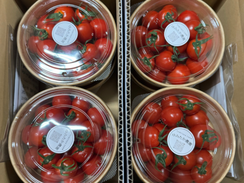 【有機肥料•農薬不使用】喉を潤すジューシーさと飽きない優しい甘み♡福井で生まれた華小町トマト！【1kg】