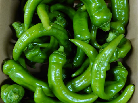 ここだけしかない！京都産　万願寺とうがらし　１kg（ ※曲がり　無選別）