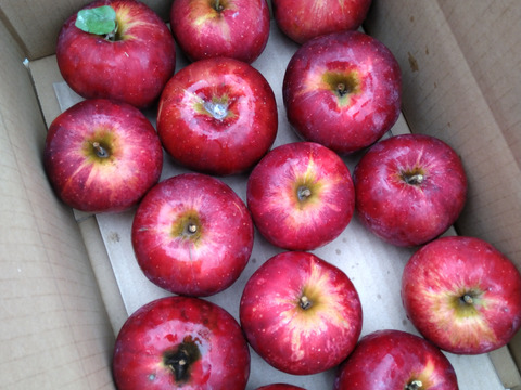 【10月16/17日発送】南信州産 林檎屋の「紅玉」りんご (3kg箱) <農薬削減率78％>