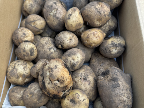 【福袋2025】農薬・化学肥料不使用 新じゃが 男爵 だんしゃく　ごろごろめいっぱい箱いっぱいにお入れしてお届け致します。7月上旬からご予約順に順次収穫して発送致します