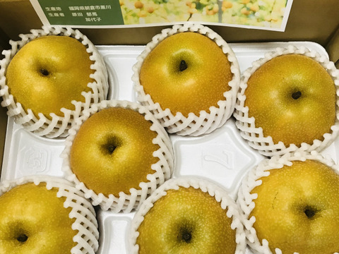 【繊細なシャリ感とあふれる果汁‼️】②あきづき梨贈答用2.2kg(中玉7個入)✨️ 甘くて酸味が少なく、歯触りのいい梨です‼️実に直接農薬がかからない様に、袋がけをしているので安心安全です😋