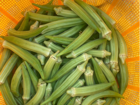 【自然栽培】オクラ 500g ししとう（伏見甘長唐辛子）500g セット