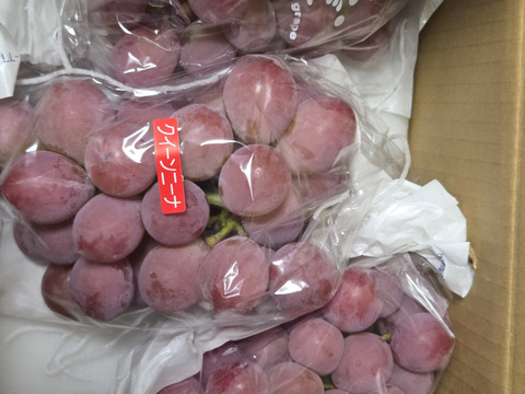 【感動の新品種】#勝沼ぶどう郷産 ”極甘” 『クイーンニーナ』2kg前後（3~5房）