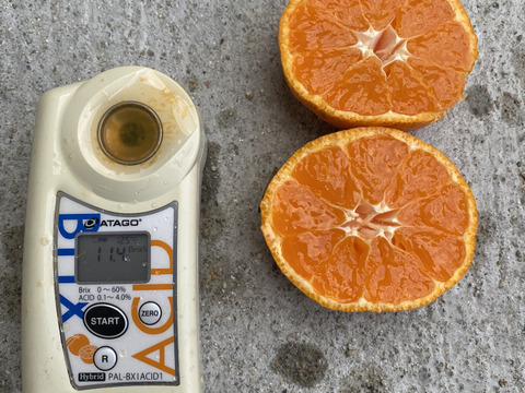 【愛媛県中島産】コクあるみかん！南柑20号　サイズ混合