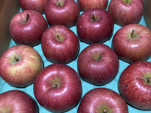 【販売開始！人気商品】青森県産りんご「サンふじ」家庭用 キズ有 約10kg(5kg×2箱) 【美味・光センサー選果済】