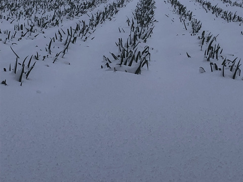 ラストスパート＊雪中ねぎ＊  2.5㎏