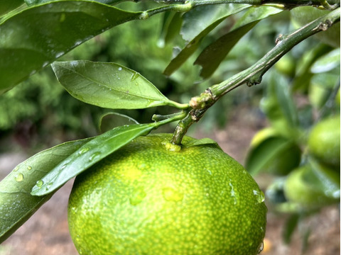 🍊長崎県産🍊 極早生みかん ３.5kg 【家庭用】