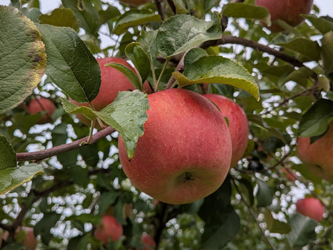 「家庭用」葉取らずふじりんご🍎5キロ箱23個入りです。