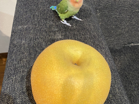 のどごし！感じるジューシーさと甘みの中に絶妙な酸味！魅力たっぷりの豊水梨【5kg】