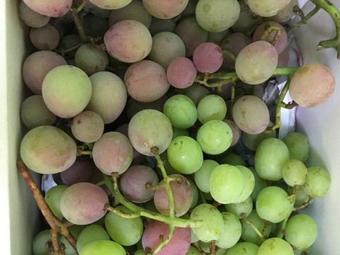 2キロmix期間中農薬不使用ぶどう