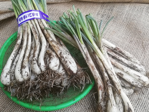 シャキシャキの歯ごたえ 留守農場のエシャレット 700g 千葉県産 食べチョク 農家 漁師の産直ネット通販 旬の食材を生産者直送