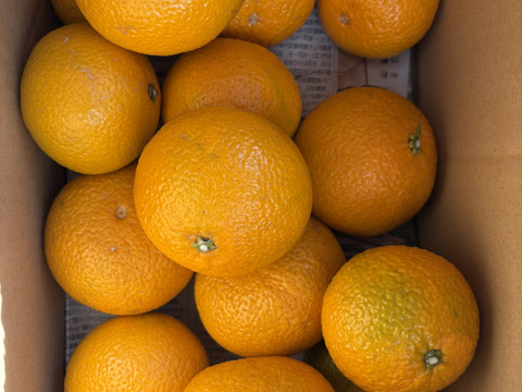 スイートスプリング 箱込み4kg栽培期間中農薬・化学肥料を使用していない　人と環境に優しいスイートスプリング