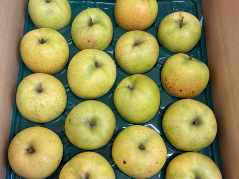 青森県産りんご　王林　訳アリ　【5㎏　14～20個入り】