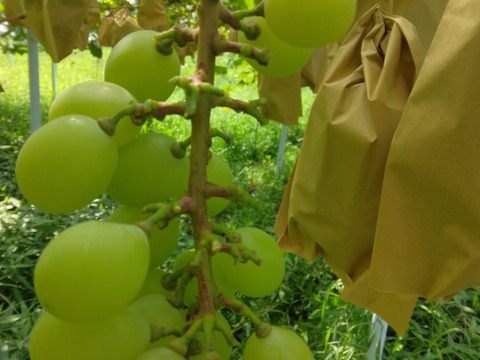 【1口500円】令和7年8月 大雨による浸水害  生産者応援チケット