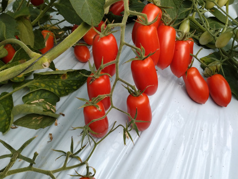 【丹波ささやま産】✧数量限定✧肉厚「ほんまにアイコ？」秋ミニトマト（1ｋｇ）