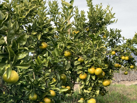 スイートスプリング小玉2kg食べ切りサイズ　格安！！