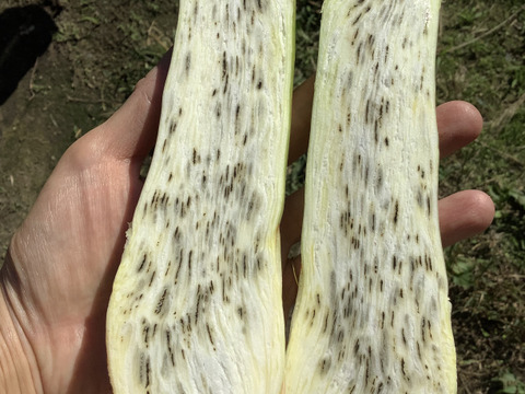 【最終】自然栽培のマコモダケ700g程度（5〜6本）