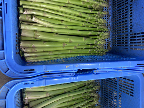 水の都 熊本の渓谷育ち｜甘み溢れる「極太」アスパラガス 500g