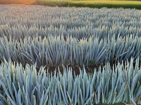 【冬ギフト】とろ甘！泥付きで長持ち！富山県産白ねぎ！焼くだけジューシー、お鍋に主役級の甘さの富山ブランドねぎ！飲食店さん、お裾分けにも大活躍！3Kg(泥付きL•2Lサイズ15〜25本)