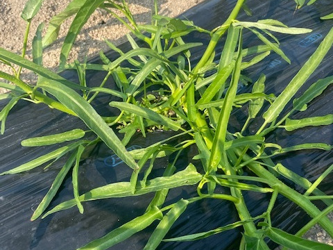 夏野菜！元気になろう！空芯菜1㎏　夏バテ防止に！