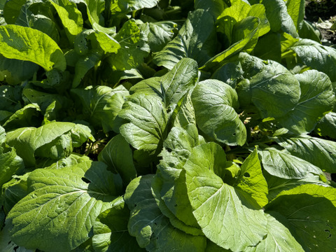 【新春福袋】春野菜セット 農薬不使用の野菜たちです。菜花などの春の葉物野菜を箱いっぱいにお入れしてお送りいたします