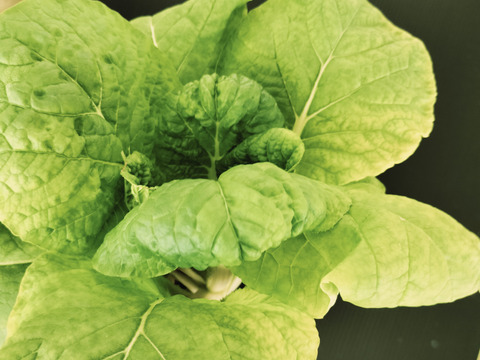 農薬、化学肥料不使用　ミニ白菜タイニーシュシュ 箱サイズ80用