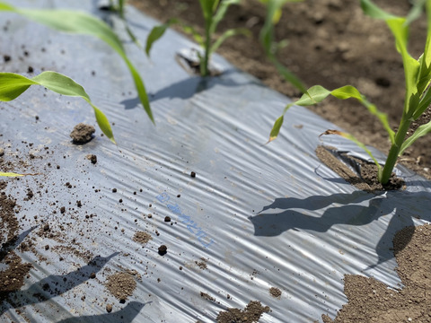 朝採り！！新鮮！栽培期間農薬不使用　ヤングコーン　約80本