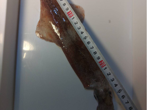 【墨袋除去済み】青森県産ヤリイカ500g×2｜真空冷凍・家庭用