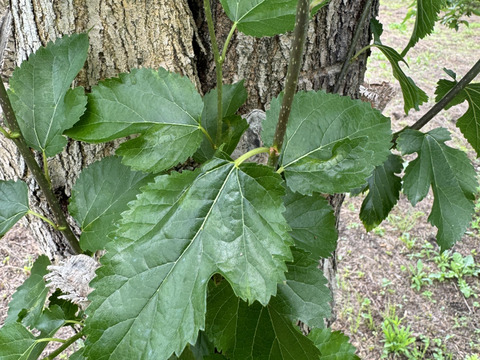 自然農法栽培農薬不使用　 桑の葉  200枚以上お入れしてお送りいたします    　桑の葉茶などに　5月から出荷スタート致します。
