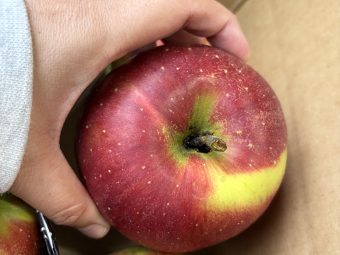 大訳あり シナノスイート5キロ箱 長野県産