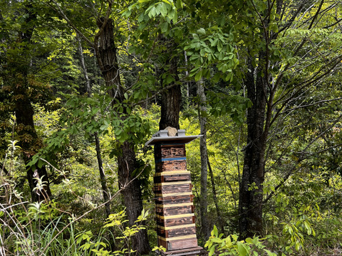 野生日本蜜蜂　たれ蜜1個50g【非加熱の生はちみつ】
