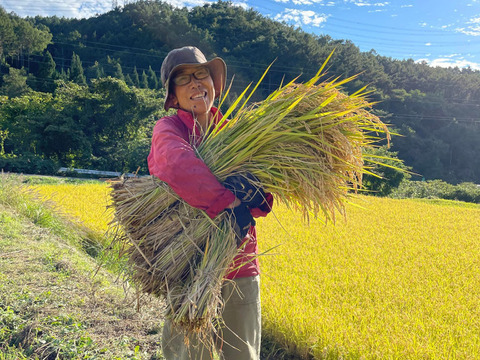 『令和5年産』ササシグレ玄米5㎏　農薬除草剤肥料不使用はぜ掛け米　力強さを味わえる！淡泊ながらも飽きない米の貴婦人