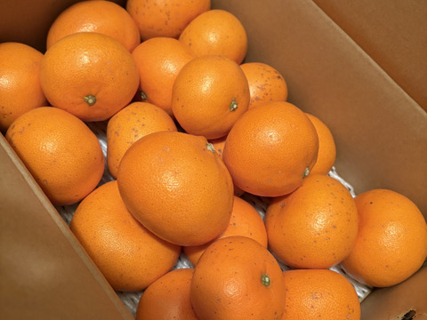 訳あり「せとか」　4ｋｇ