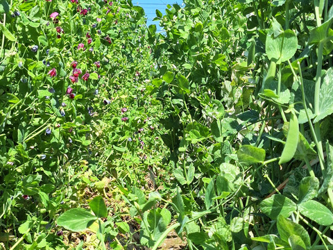 【農薬化学肥料不使用】旬の野菜セット(80サイズ)5品