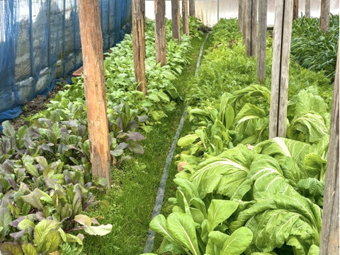 〈冬季限定！〉【京都美山】葉野菜詰め合わせ【当日採りたて！新鮮】