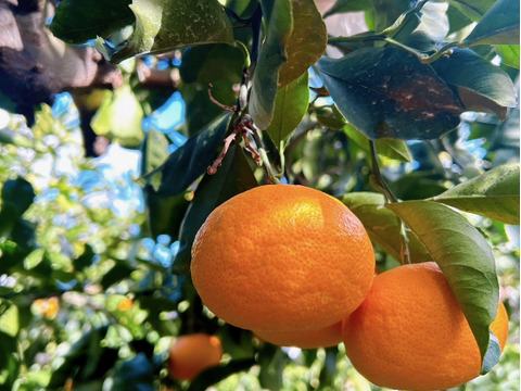 やまの実農園がつくる訳あり清見3kg