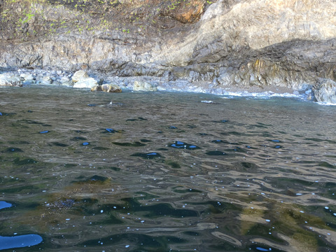 【岩手県田野畑産】早採り生わかめ　１ｋｇ