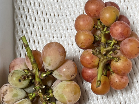 ク④【クイーンニーナ】2kg化粧箱（4~6カット房）