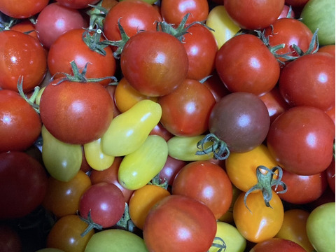 クール発送【M1.8】映える！！　食卓に彩りをお届けします　　最大18種類　MIXフルーツトマト1.8kg【トマト食べ比べ】