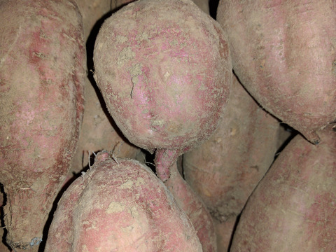 本場種子島産の安納芋(24キロ）