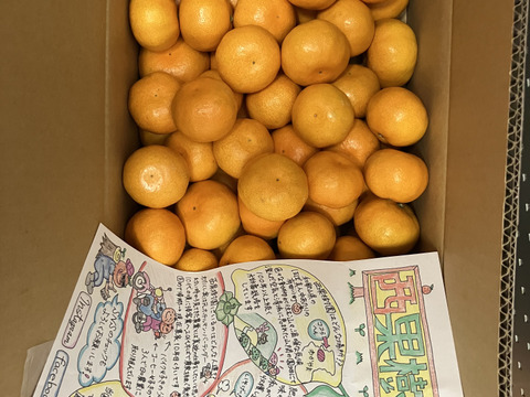 【甘み＆食べやすさ】の二刀流！西果樹園みかんの代表格！西幸みかん【早生みかん５キロ】