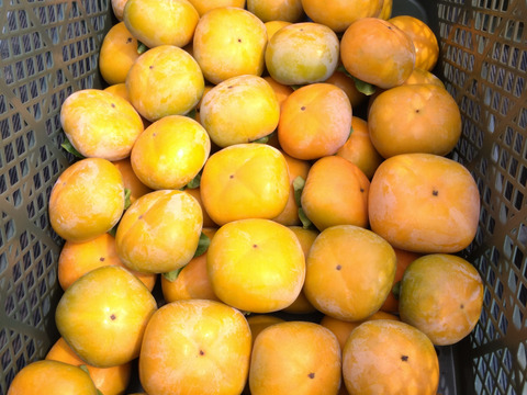 【送料500円引き】和歌山県産　たね無し柿（中谷極早生）5kg（箱込み）