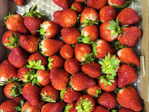 生の風味をお届け。気にしない方限定🍓バラ詰苺BOX（約1000g）大きさ形が不揃いです