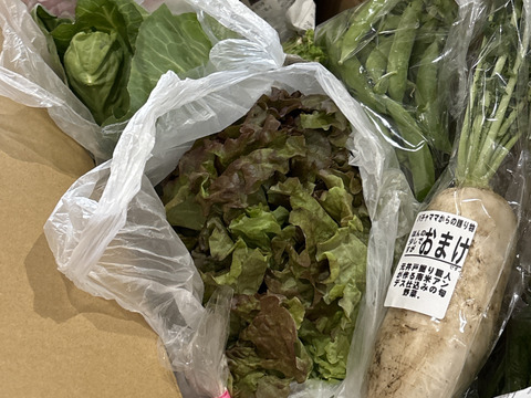 『朝採れ、シャキシャキ！旬の魅力とほどよいボリューム！』農園自慢の情熱野菜セット9品目★Ｍセット