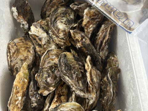 【生牡蠣】【生食用】S～Mサイズ 30個入り 2.5Kg 三重県産 殻付き 浦村かき(3～6人前）
牡蠣 カキ 貝類 海鮮 BBQ 歳暮 熨斗 忘年会 新年会 女子会 誕生日 母の日【冬ギフト】